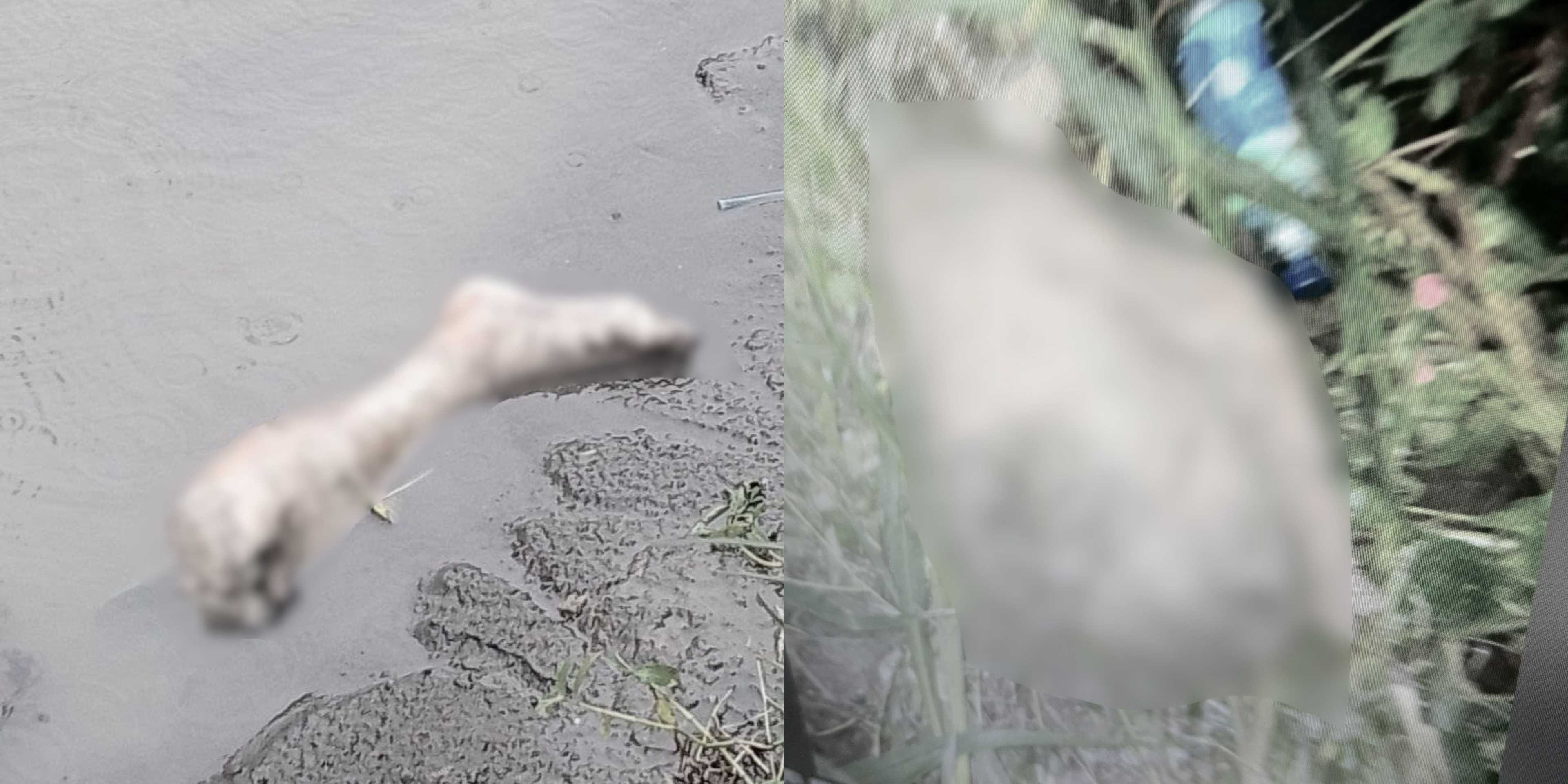Unidentified human body parts found in Cavite