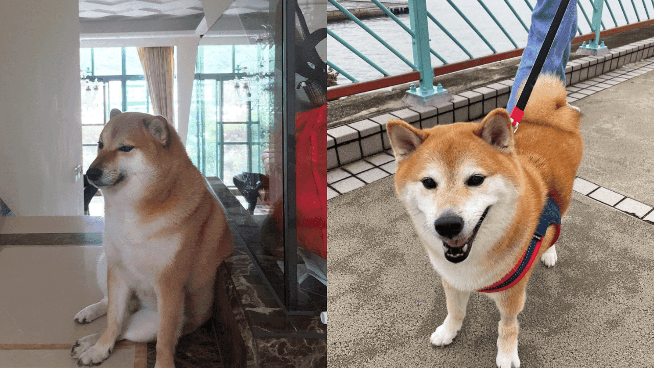 Viral Shiba Inu dog Cheems passes away after tough battle with cancer