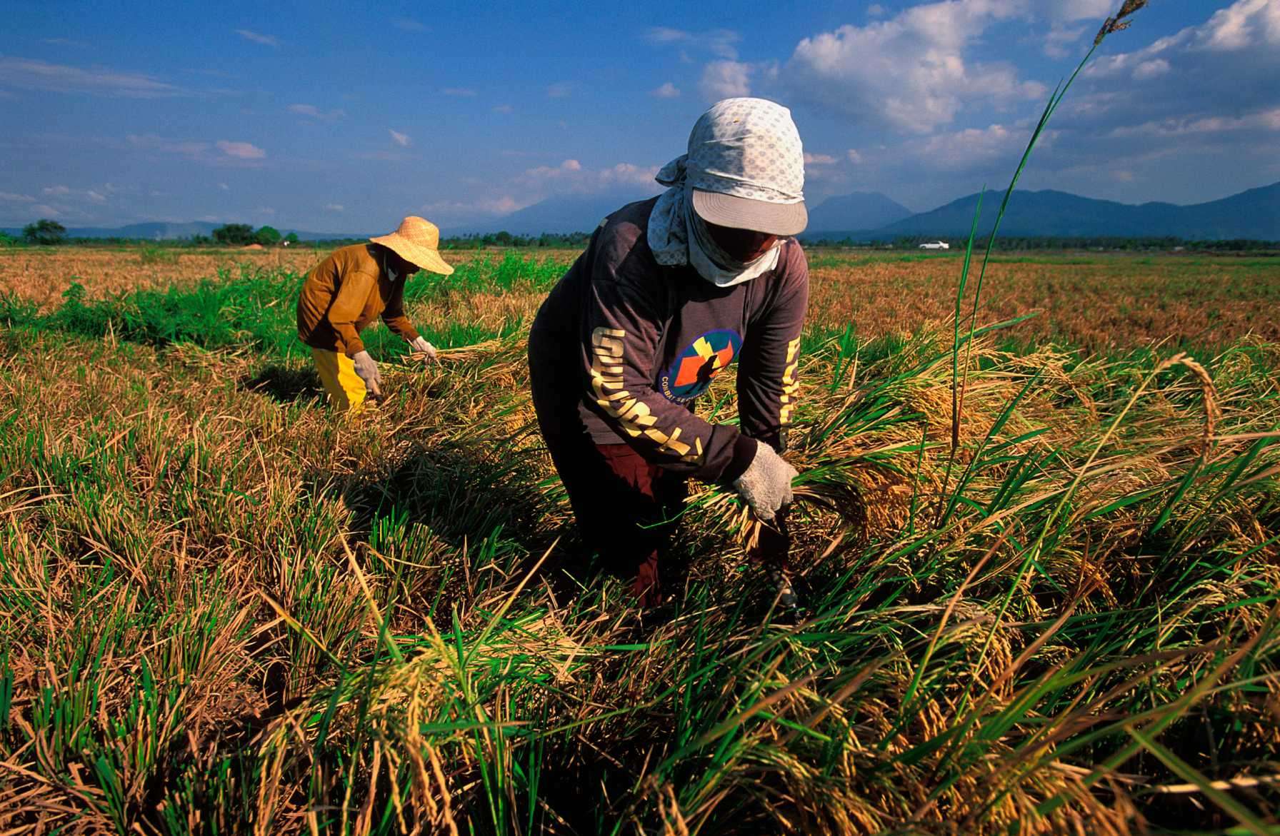 DA issues order on biofertilizer use to boost rice production, output