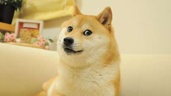 Kabosu, the viral doge meme, passes away