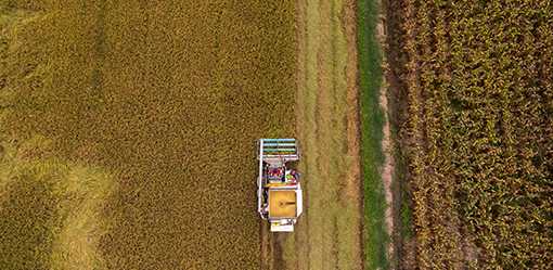 ASEAN nations to prioritise members' rice needs - Malaysia state media