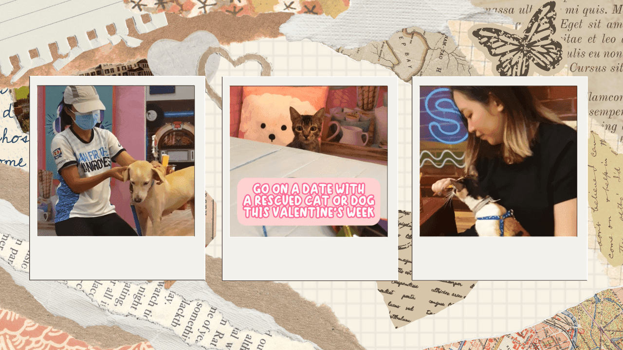 PAWS invites animal lovers to book date with shelter cats, dogs this Valentine's week