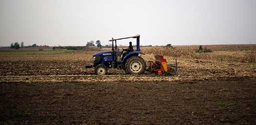 'Granary of China' braces for more wheat-damaging rain