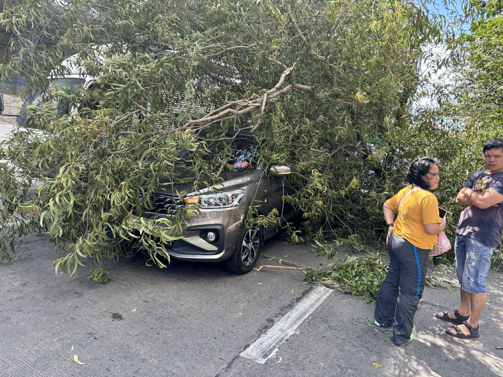 2 cars struck by fallen tree in Longos, Malabon