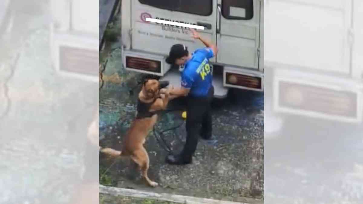 ‘No Excuse for abuse’: PAWS condemns cruelty toward K9 ‘Bingo’