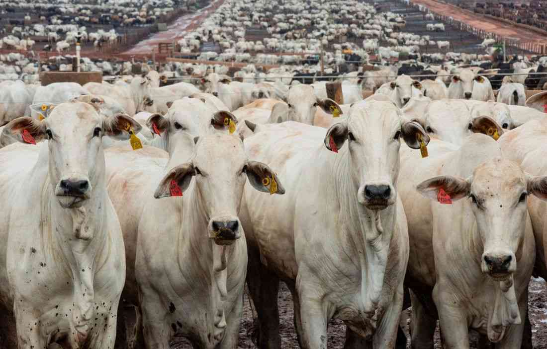 Brazil mulls assigning beef export quotas for exporters dealing with China, official says