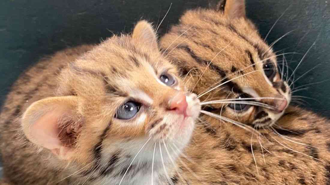 Two endangered Palawan Leopard Cat kittens rescued in Roxas