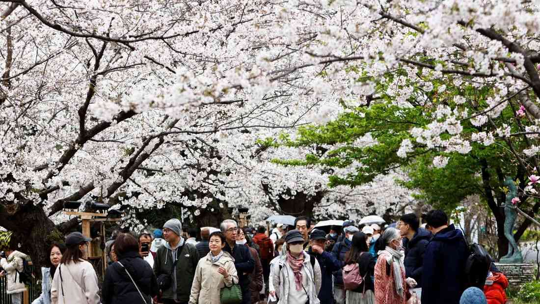 Japan's cherry blossom picnics feel the pinch of global inflation
