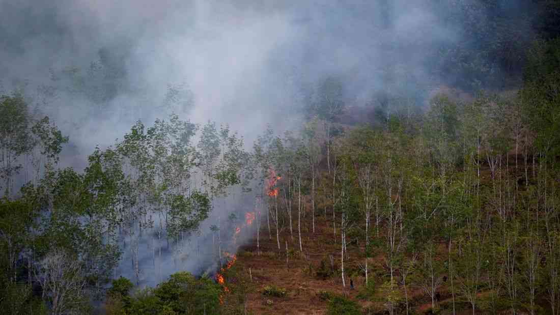 Indonesian forest loss surges by 66% in 2025, driven by Prabowo's self-sufficiency drive, report shows