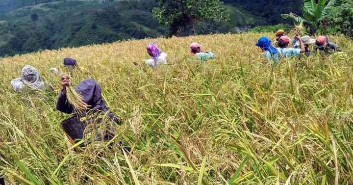 Oil supply shortage may weaken PH food production – economist