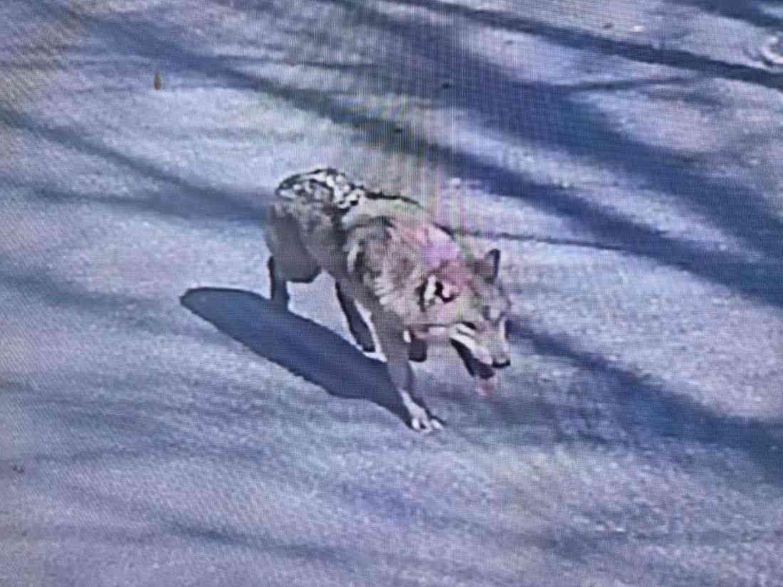 Runaway wolf in South Korea inspires meme coin and presidential concern