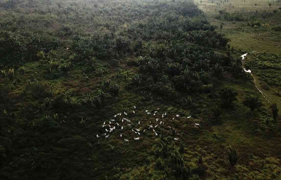 How China's evolving consumer habits may protect the Amazon rainforest