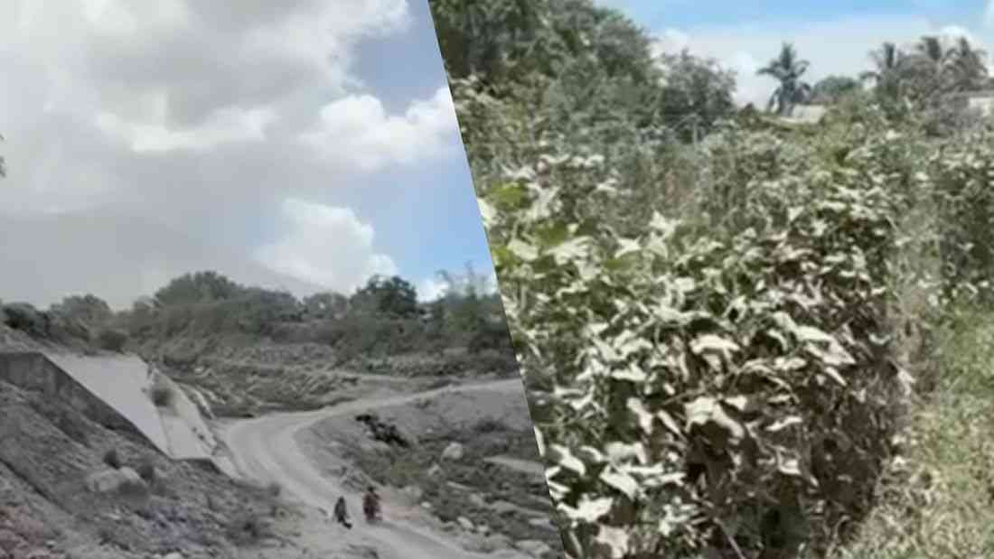 Damage to agriculture from Mayon’s unrest rises to ₱6.69M — DA-Bicol