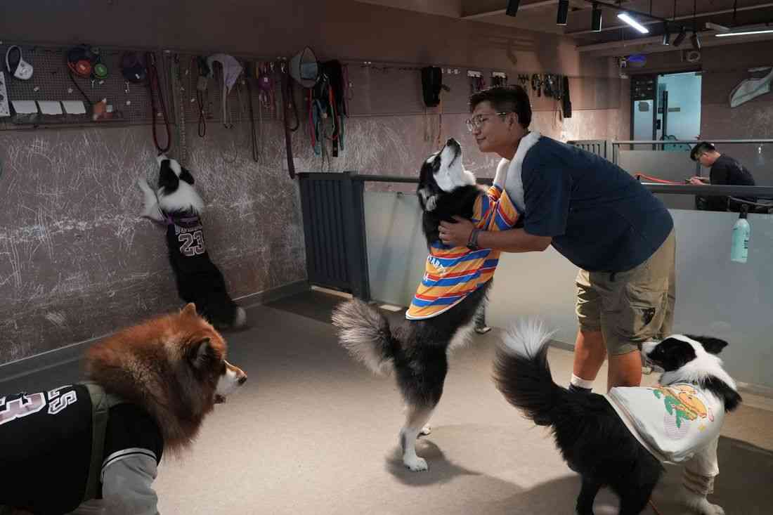 China's pet owners splurge on preschools to pamper puppies