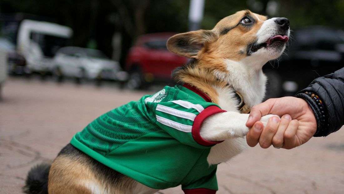 In Mexico, World Cup jerseys fit all shapes, sizes - and species