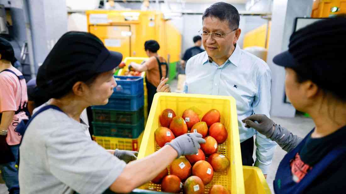 Taiwan's premium mangoes wing their way to Europe for the first time