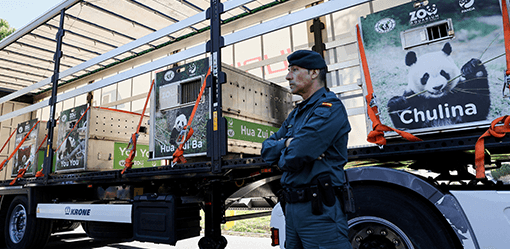Adios Madrid! Panda family returns home to China