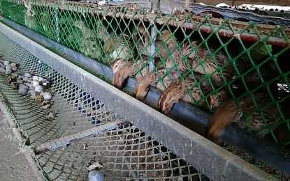 BAI debunks alleged bird flu outbreak in Tarlac