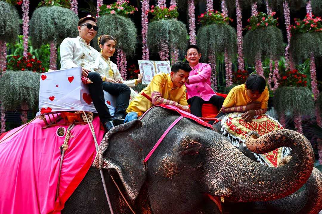 Better than roses: Thai couples marry on elephants for Valentine's Day