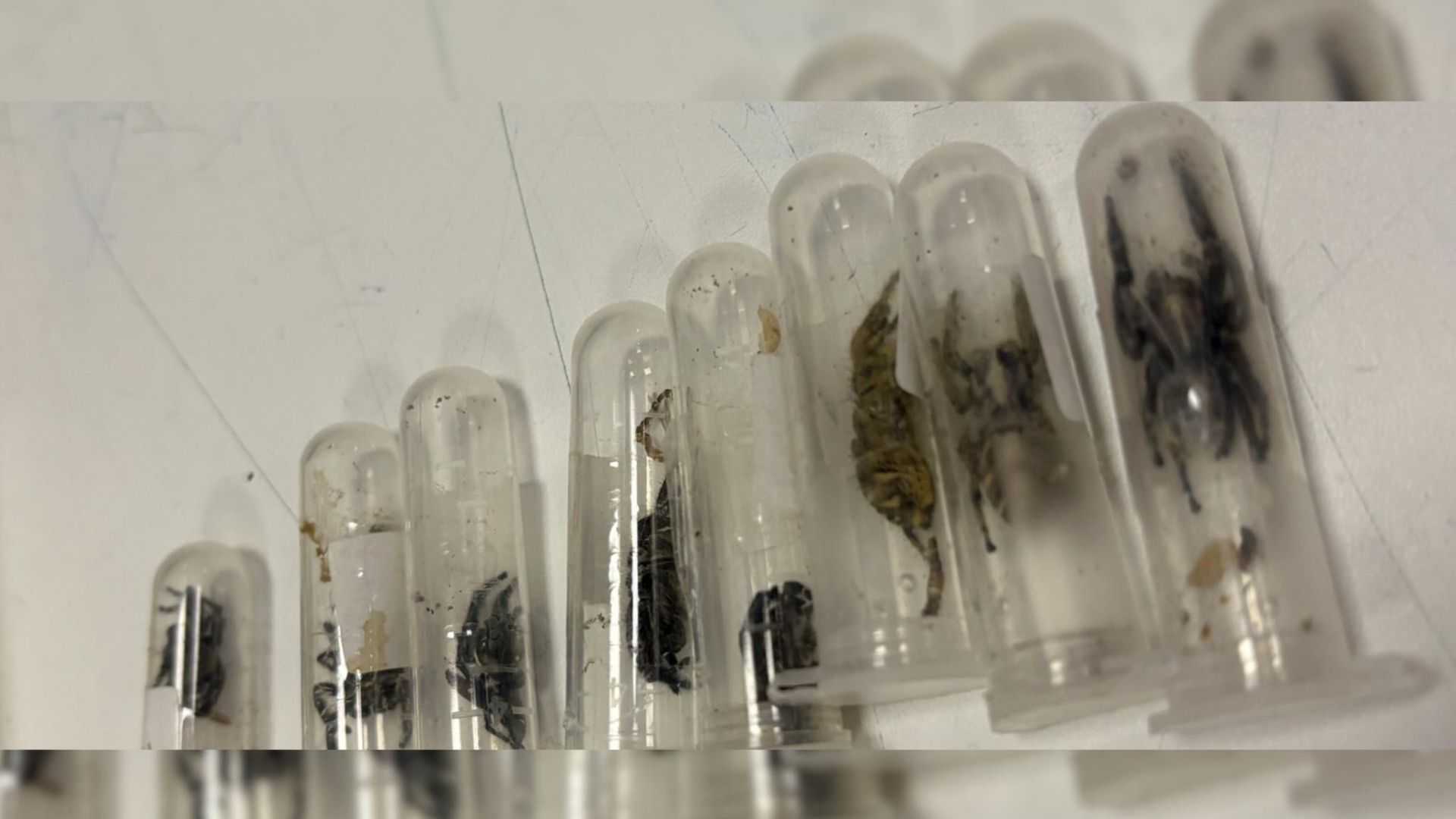 BOC seizes smuggled spiders from Indonesia