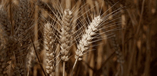 China's food security dream faces land, soil and water woes