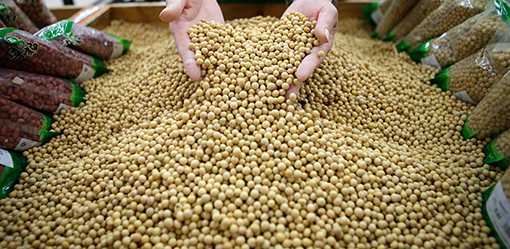 China approves safety of first gene-edited crop