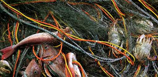 China maintains bans on food imports from Japan due to safety reasons