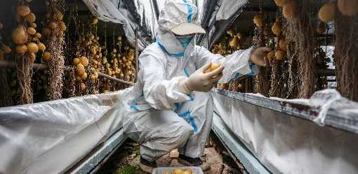 China scientists rush to climate-proof potatoes