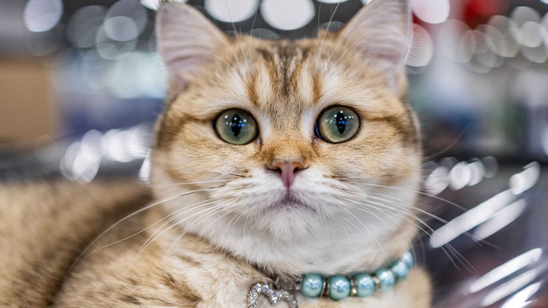 China's Baidu looks to patent AI system to decipher animal sounds