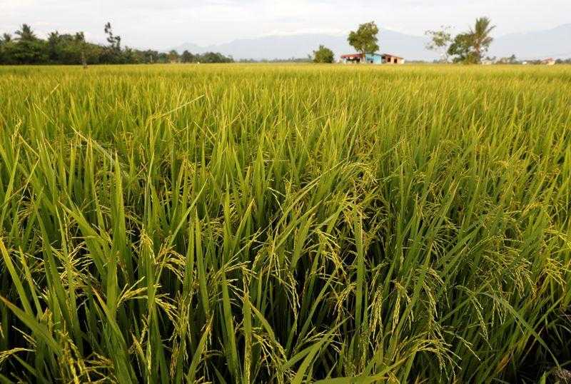 DA clears report on PH as top rice importer worldwide