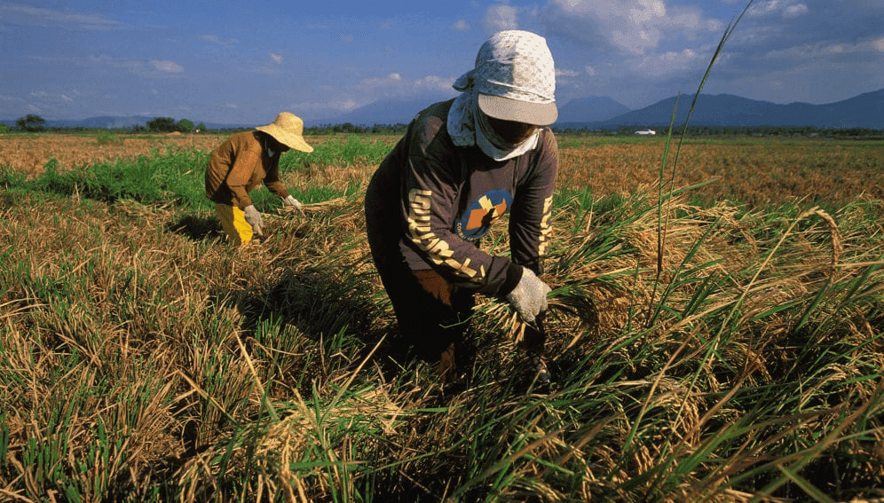 DA denies low palay prices are caused by farmer suicides in Nueva Ecija