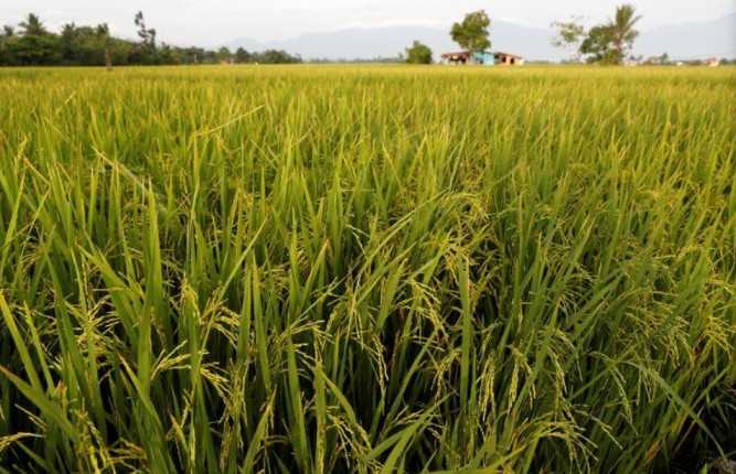 DA official admits rice shortage in PH