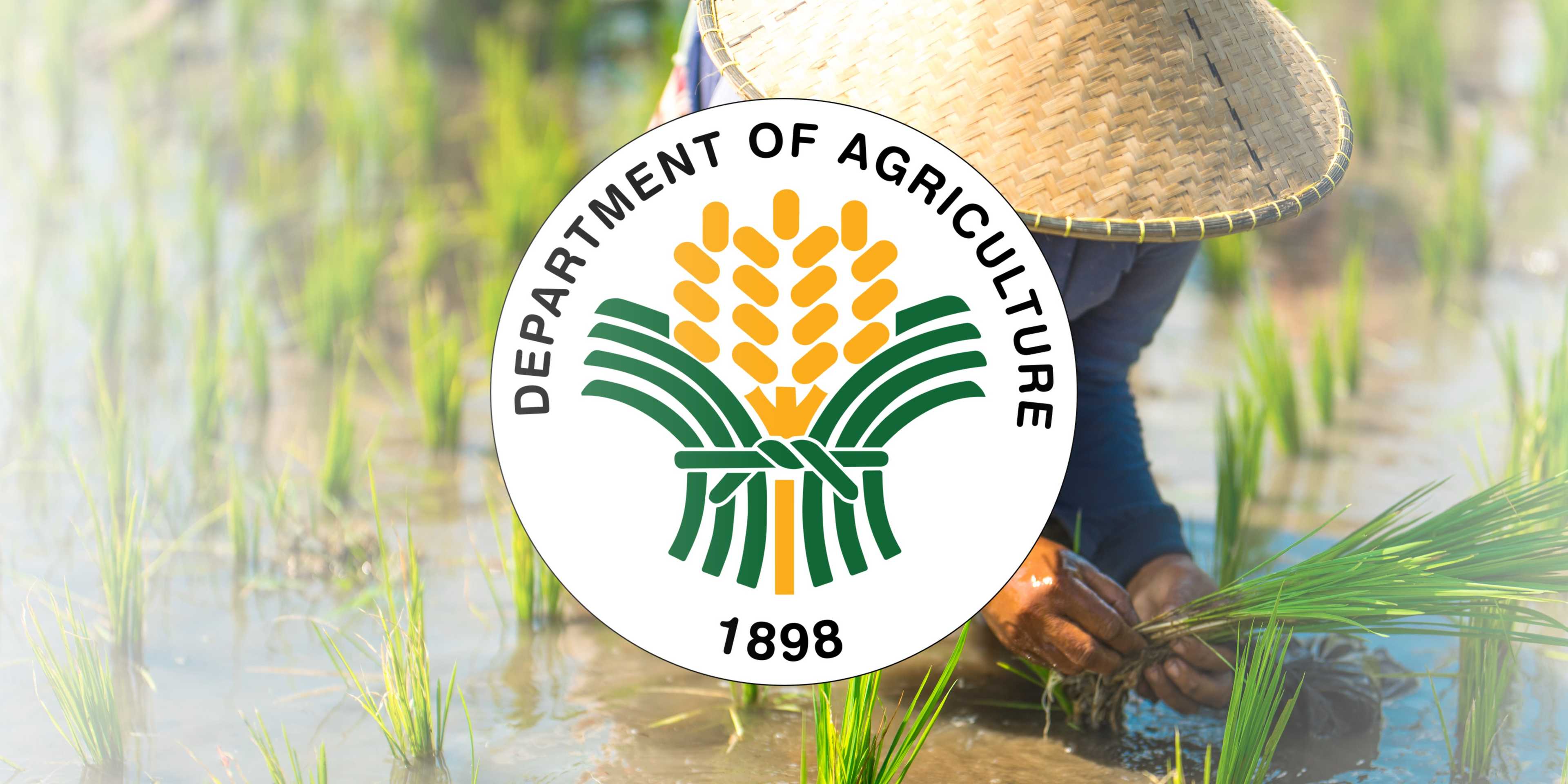 DA to aid farmers lower rice production cost