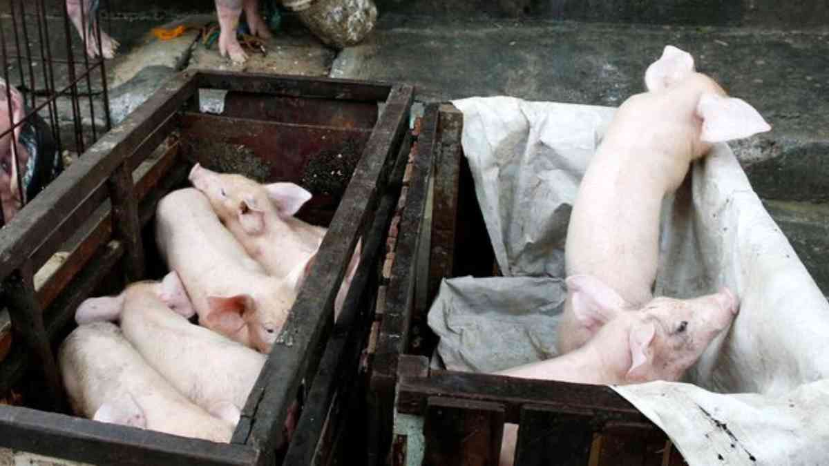 DA to place livestock checkpoints in Luzon amid ASF spread