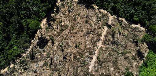Deforestation in Brazil's Amazon falls 66% in August