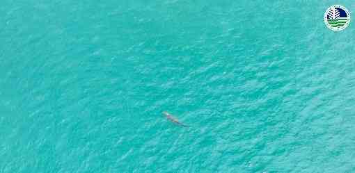 Saltwater crocodile sighted near Sarangani Bay; public told to be vigilant