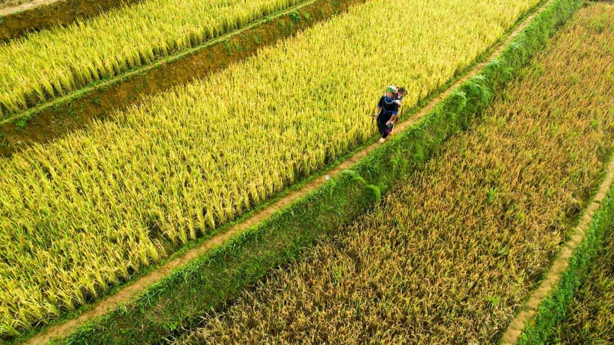 Most farmlands in the PH have low level of soil fertility, says DA