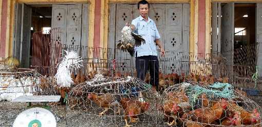 Dozens of captive tigers and lions die in Vietnam, bird flu detected