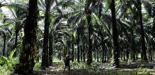 EU deforestation law risks sidelining small farmers, says palm oil watchdog
