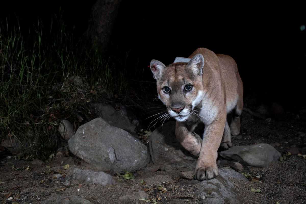 Famed Los Angeles mountain lion euthanized due to injuries, illness