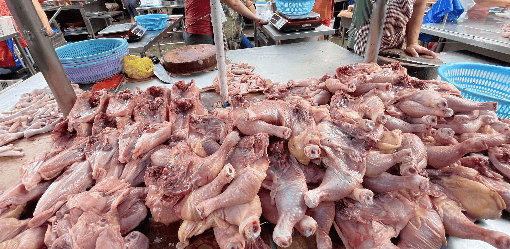 Group expects rising chicken prices will encourage poultry breeders, broilers