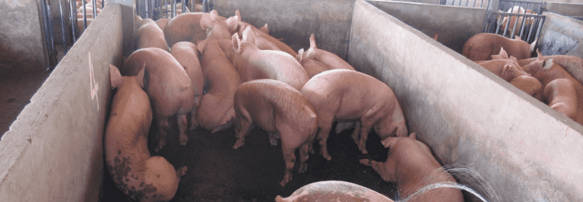 NFHFI urges gov’t to subsidize half cost of ASF vaccine