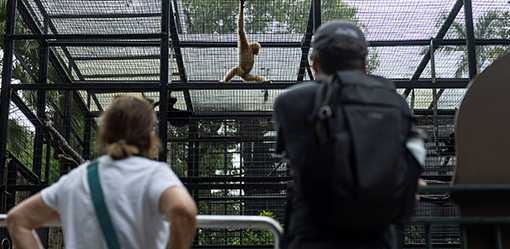 Hong Kong authorities say soil infection killed monkeys, as 11th dies