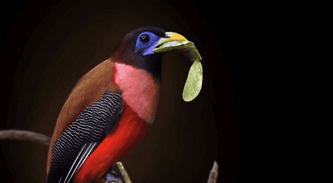 LOOK: Rare ‘Ibong Adarna’ bird spotted in Mount Apo