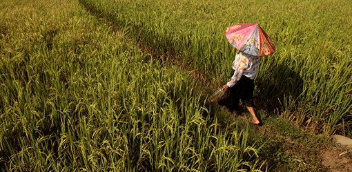 Indonesia calls in army to help farmers plant rice as drought curbs output