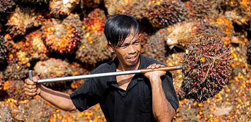 Indonesia, Malaysia to visit Brussels over concern about EU deforestation law