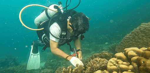 Indonesian scientist works with poachers to restore coral reefs