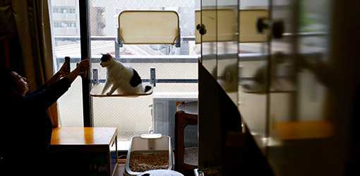 Japan's beloved cats get healthcare help from AI