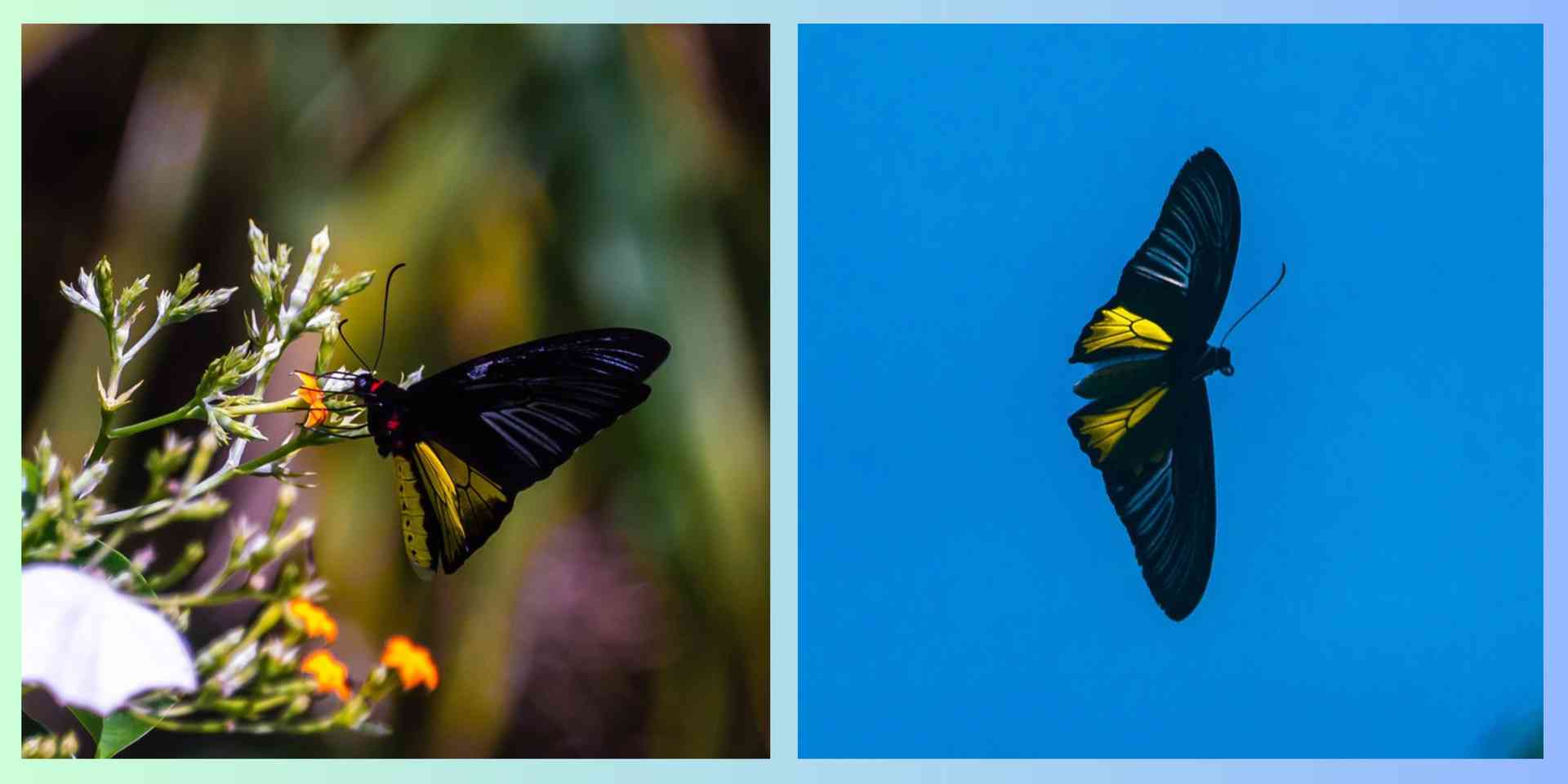 LOOK: Rare Golden Birdwing butterfly spotted in Masungi Georeserve