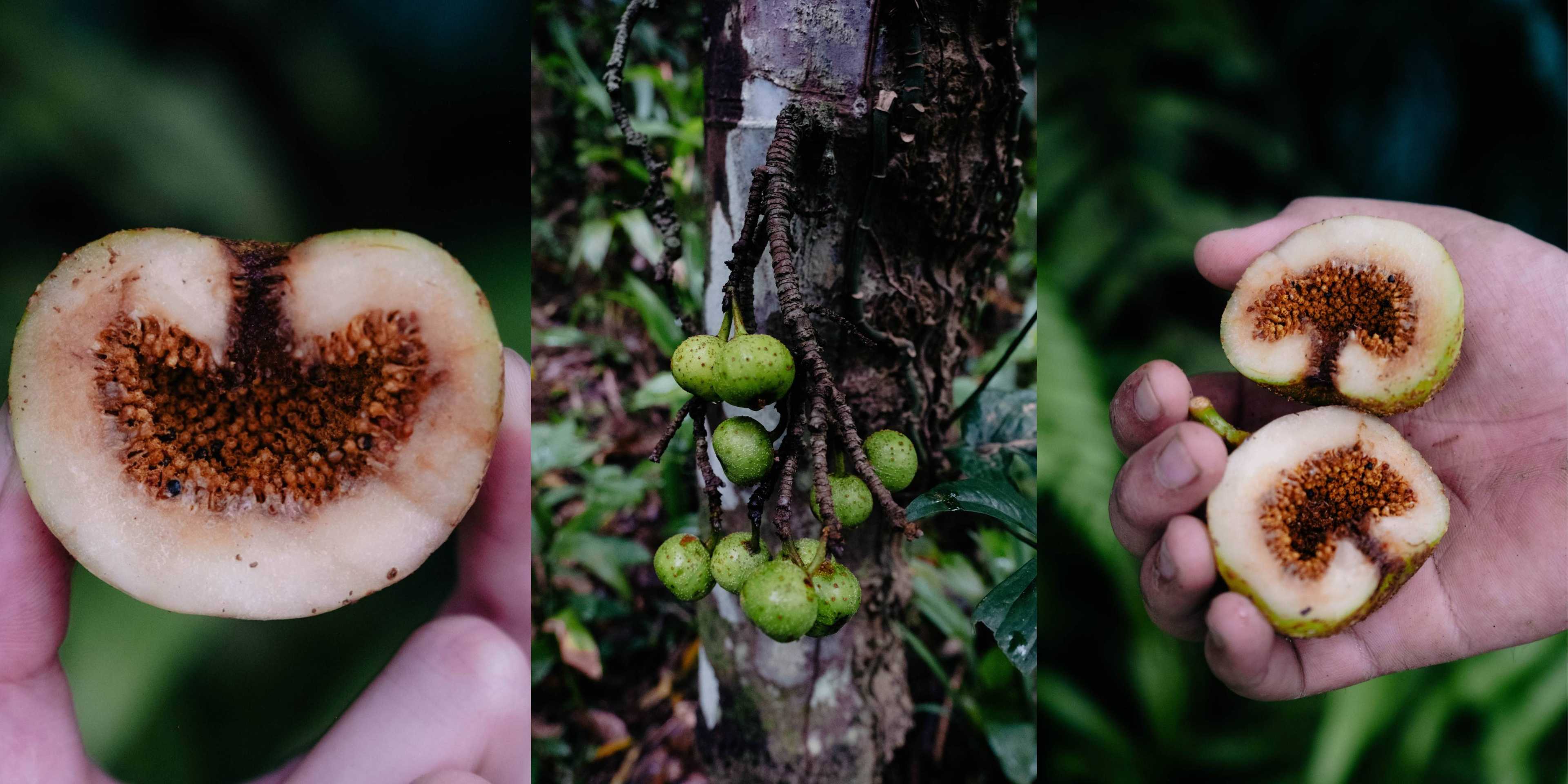 LOOK: Masungi Geoserve shares snaps of Native Tibig Tree